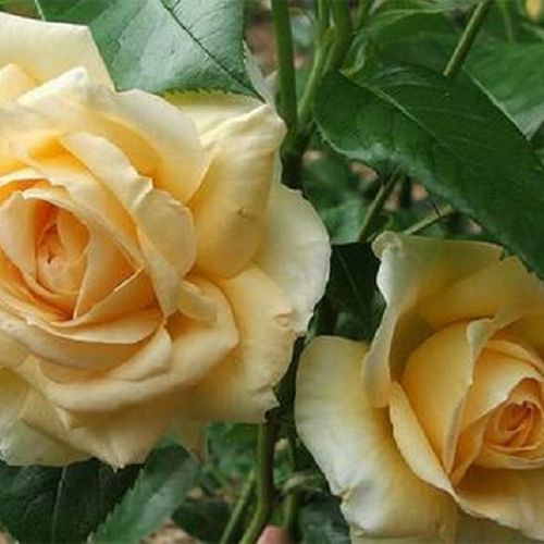Szalma sárga - Teahibrid virágú - magastörzsű rózsafa- egyenes szárú koronaforma
